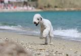 BEDLINGTON TERRIER 032